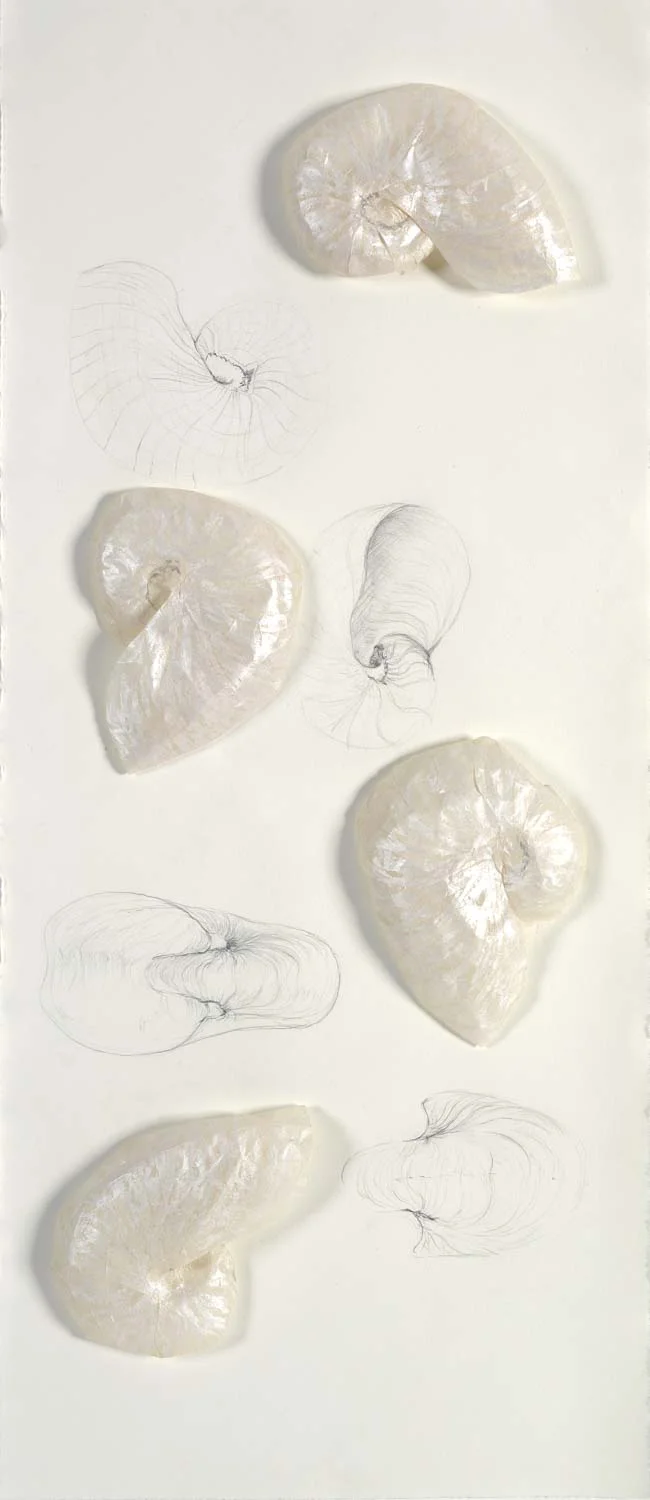Nautilus. hand casted kozo paper, oil pastel and graphite drawing, 96 x 33 cm