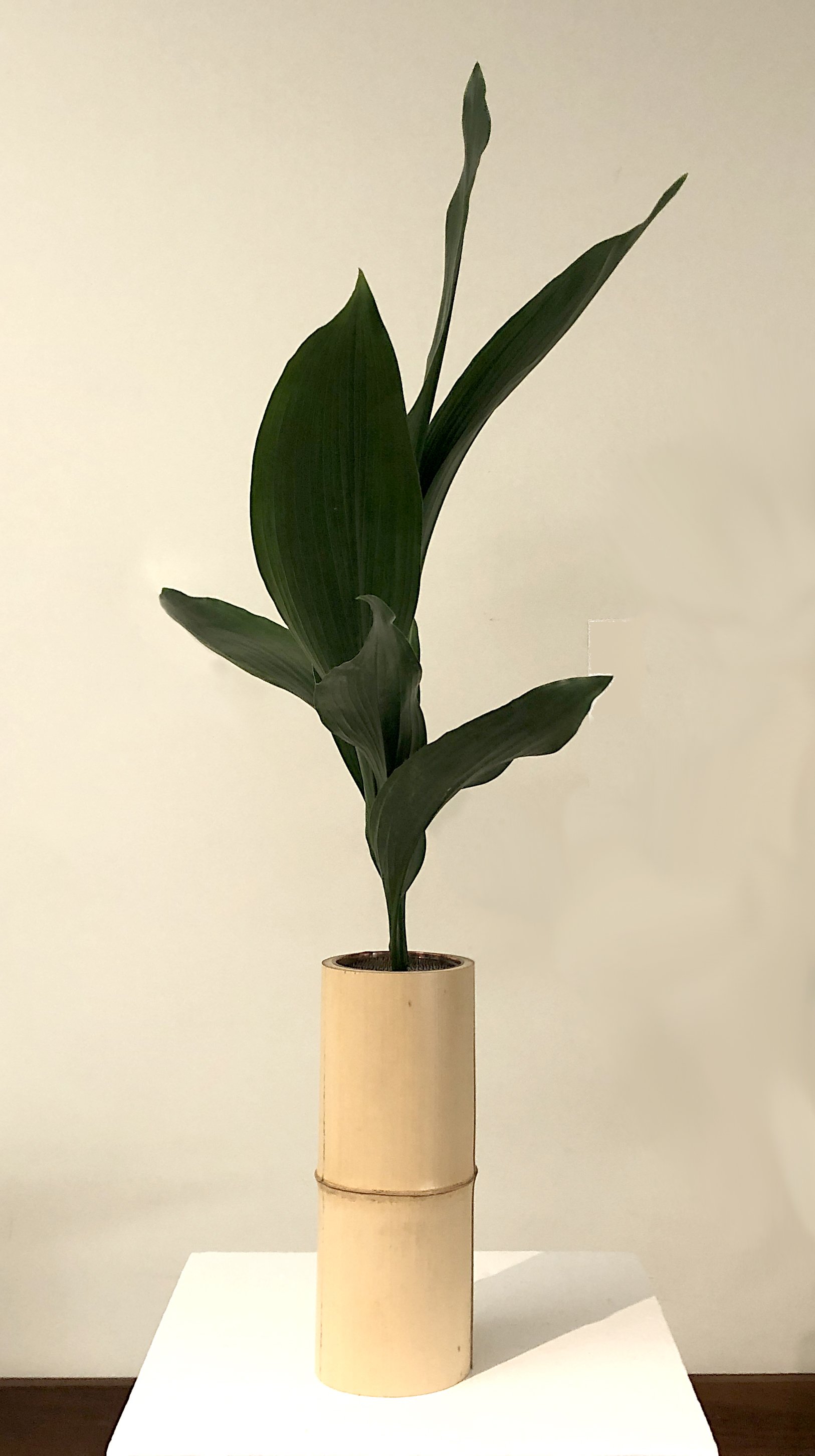 Martha Volpe - Ishuike