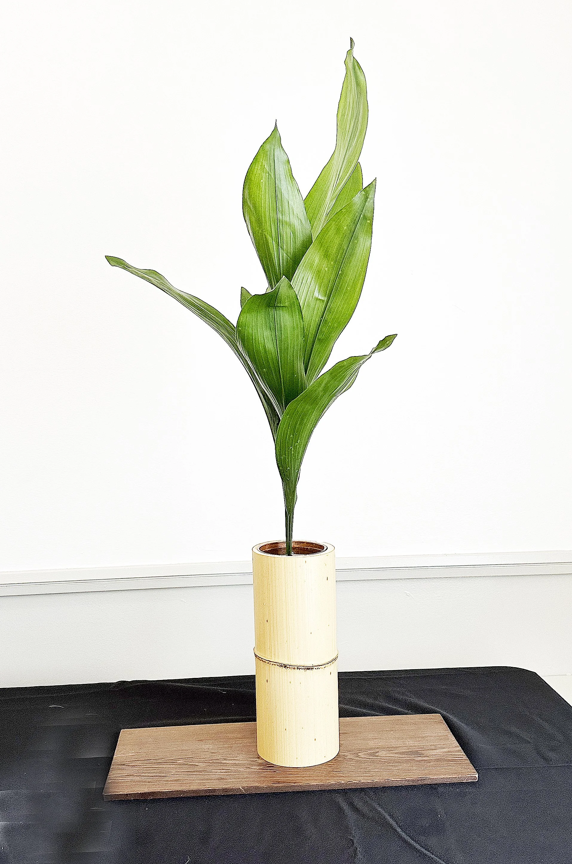 Omoto - Teresa Silverman