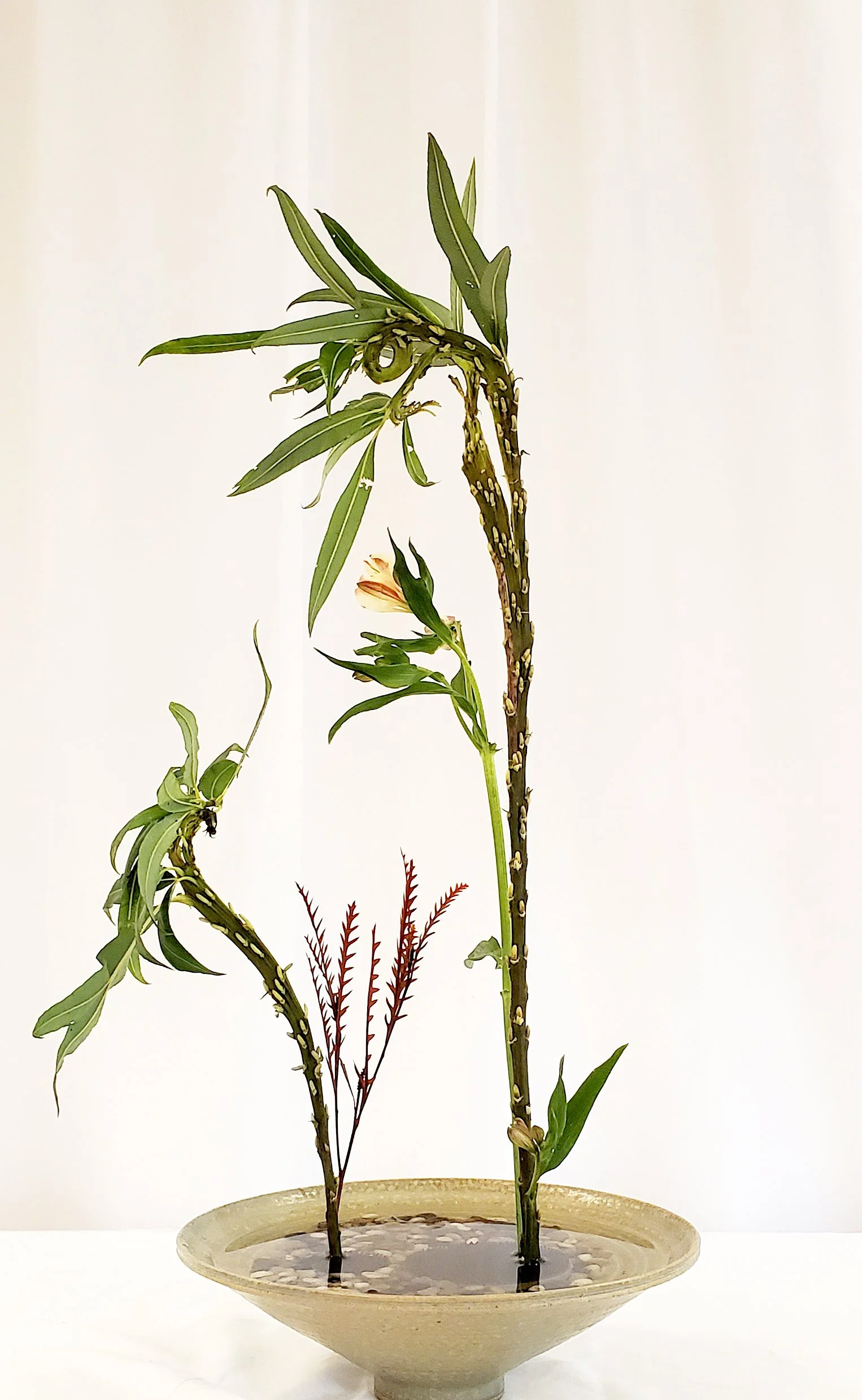  Shoka Shimputai Kabuwake - Holly Harris