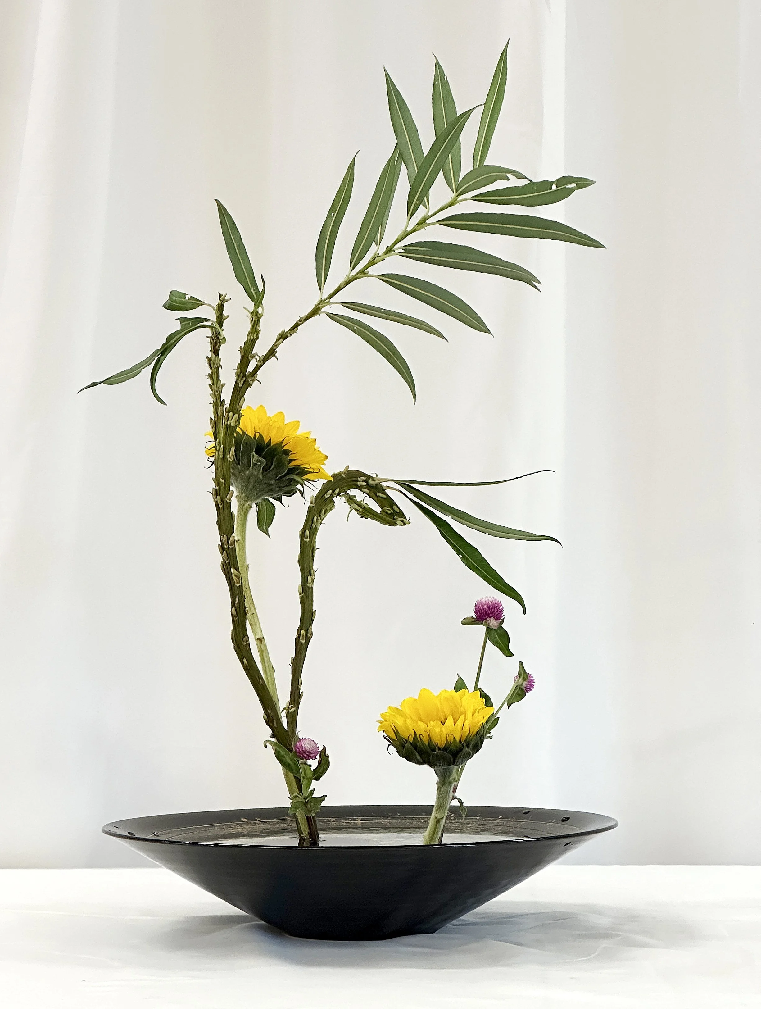 Shoka shimputai kabuwake - Deb Young