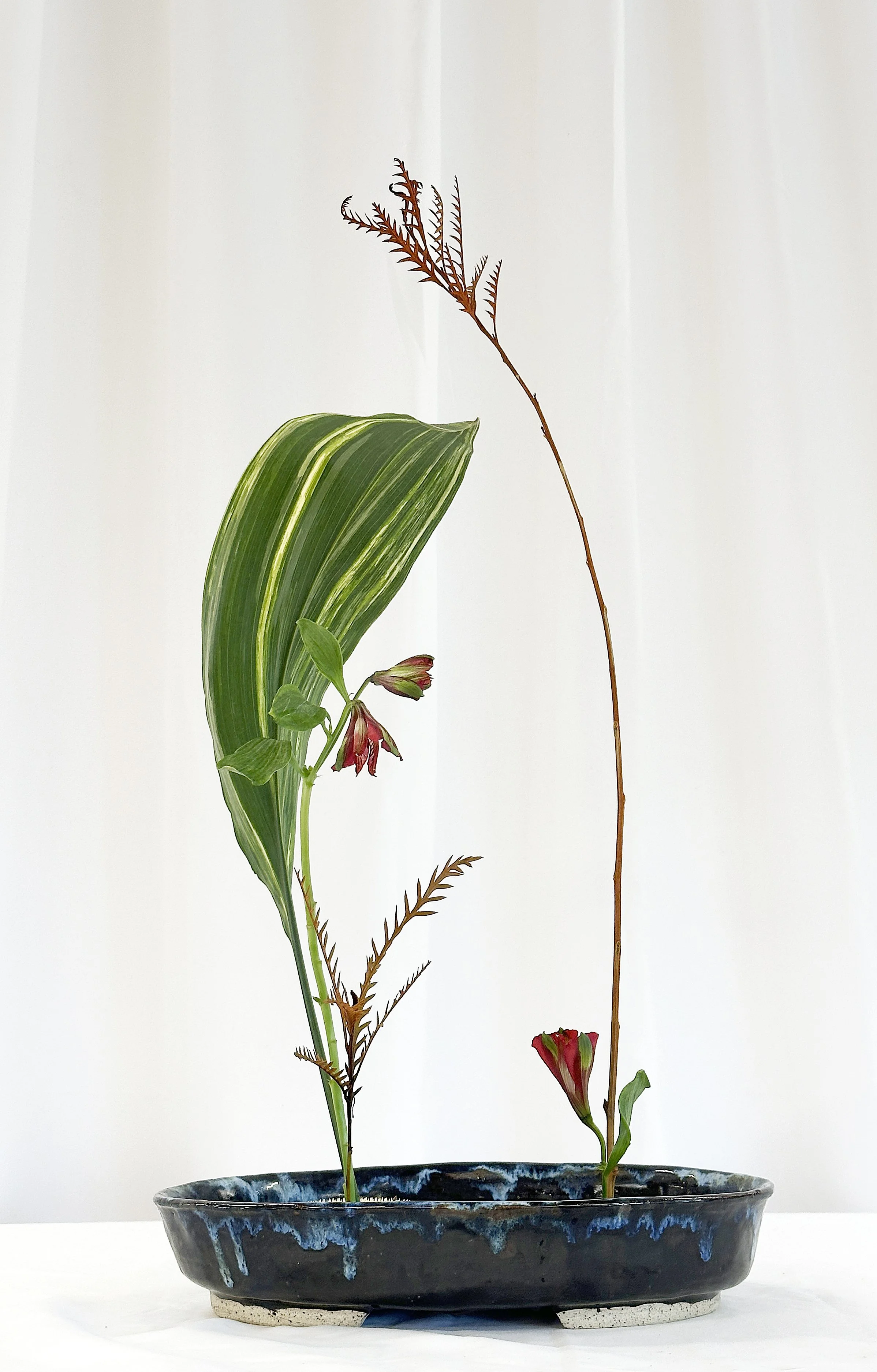 Shoka Shimputai Kabuwake - Teresa Silverman