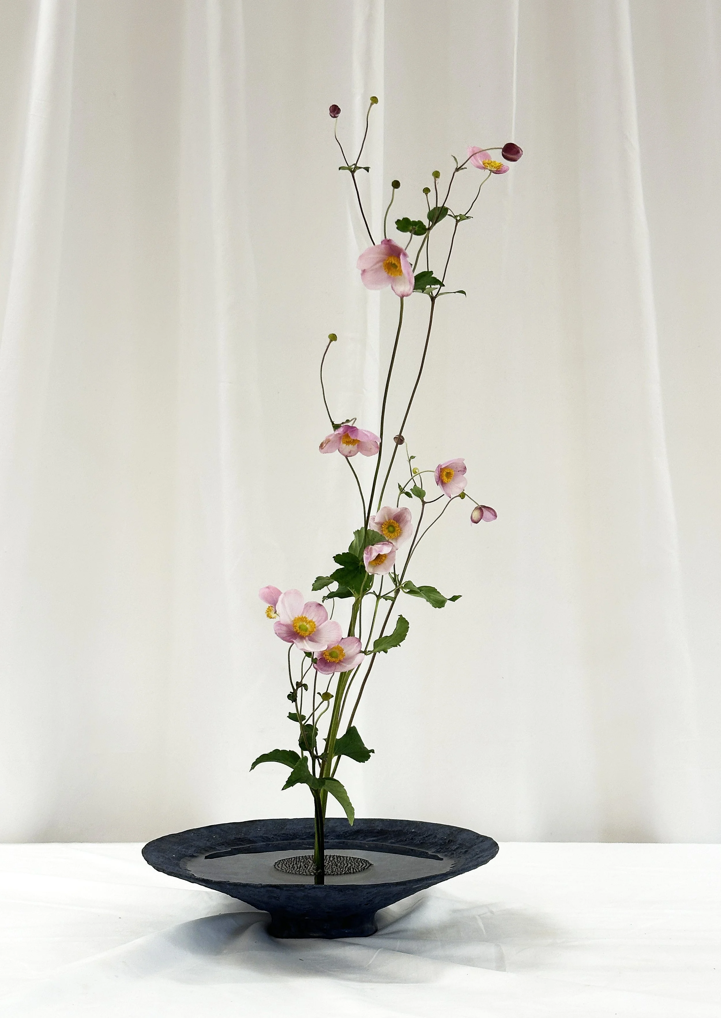 Oct26 Japanese Anemonesg.jpg