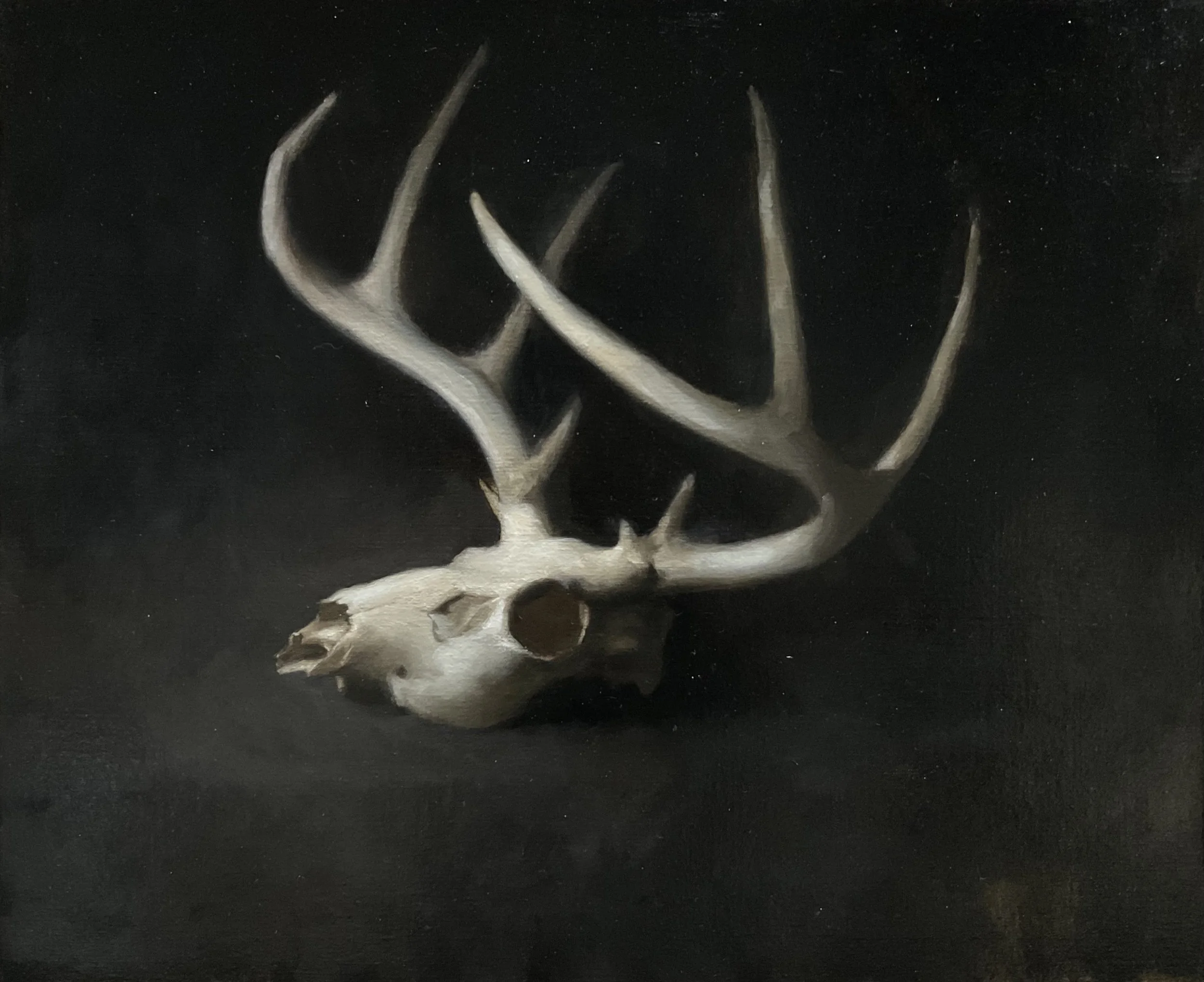 Deer Skull