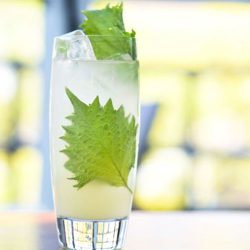 mocktail in a tall glass with mint leaves and ice cubes