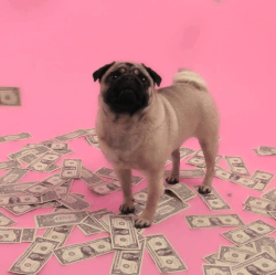 Cash falls from the sky onto a pug dog on a pink background 