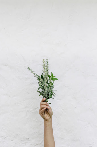 A hand holds a cluster of greenery up in front of a white wall