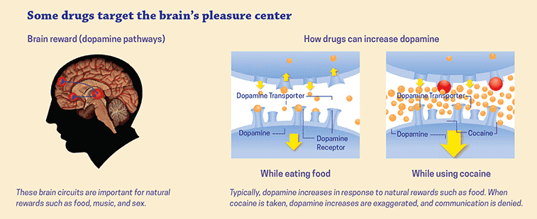  Drugs increase the brain’s feel good chemicals, via NIDA . 