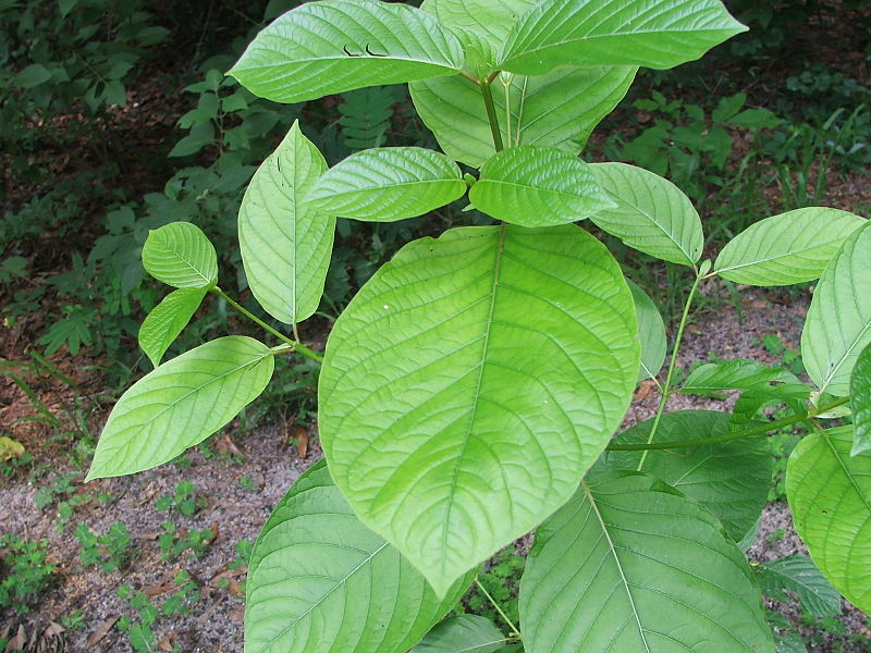  Mitragyna speciosa (kratom) leaves (via) 