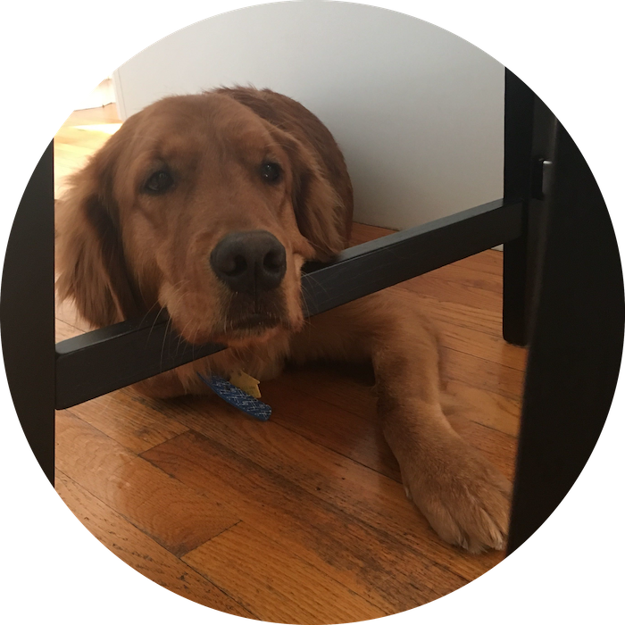 A golden retriever with his head propped on a table leg