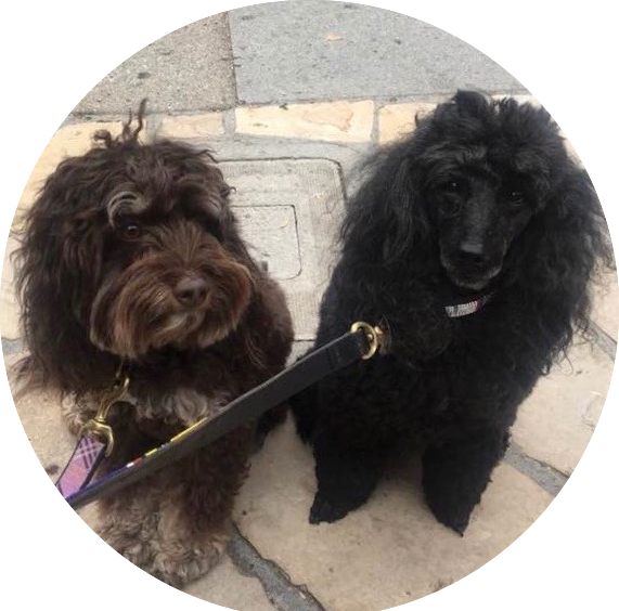 Recovery coach Sherrie's two fluffy dogs