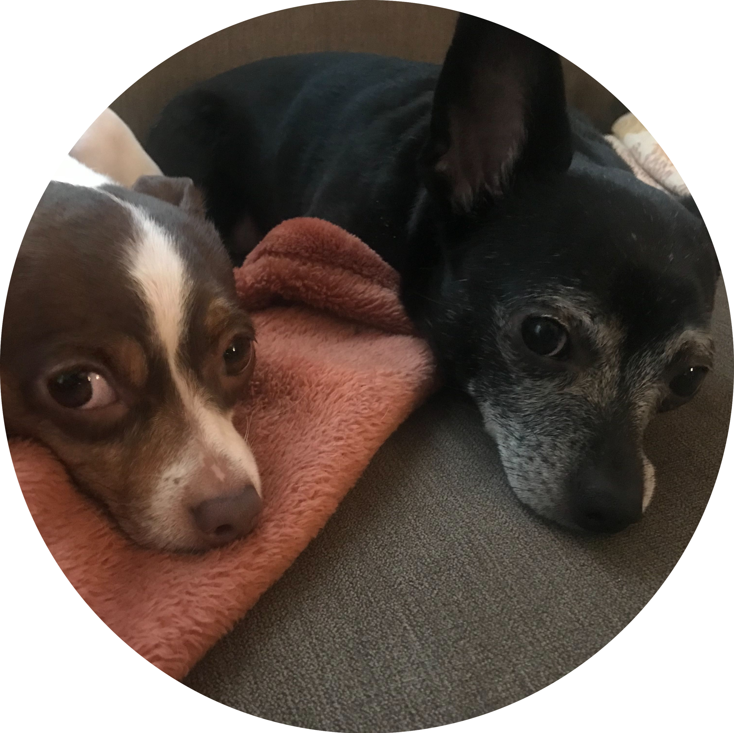 Two chihuahuas look skeptically at the camera