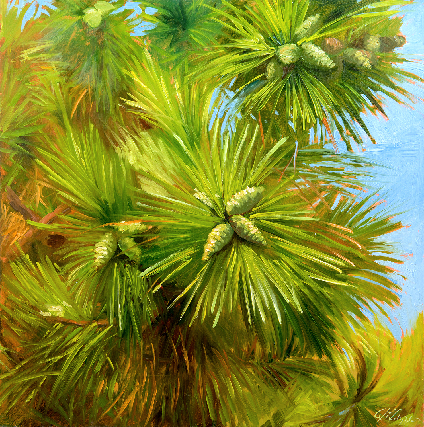 W-N&NN-Non Native Vignette; Pinus thunbergii (japanese black pine)-Dalrymple-18x18-oil on canvas-(2015)SOLD.jpg