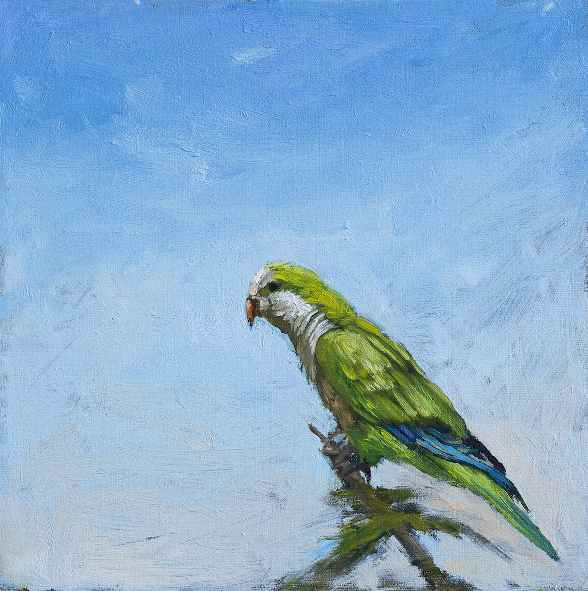 LO RES - N & N Vs - Non Native Vignette; Myiopsitta monachus, (monk parakeet) 12 x 12 oil on canvas 2015 SOLD.jpeg