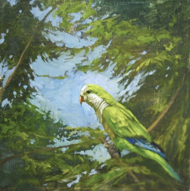 Greenwood Parakeet.jpg