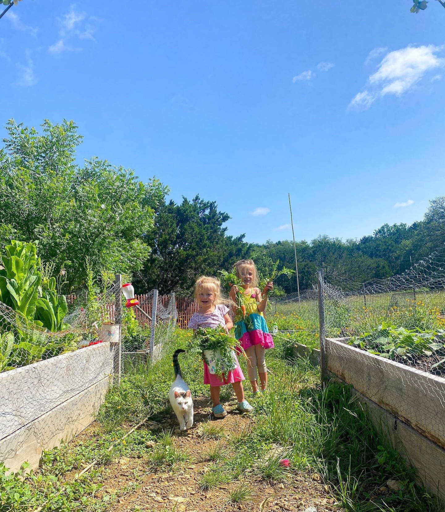 ✨Mornings in the garden✨
Warm weather, blue skies, vegetable harvests, flowers and barn cats who have no name. That&rsquo;s what Thursday&rsquo;s are made of. 
.
ONE day left to enter the BLUE SKIES RESORT GIVEAWAY, it&rsquo;s one post back to go and