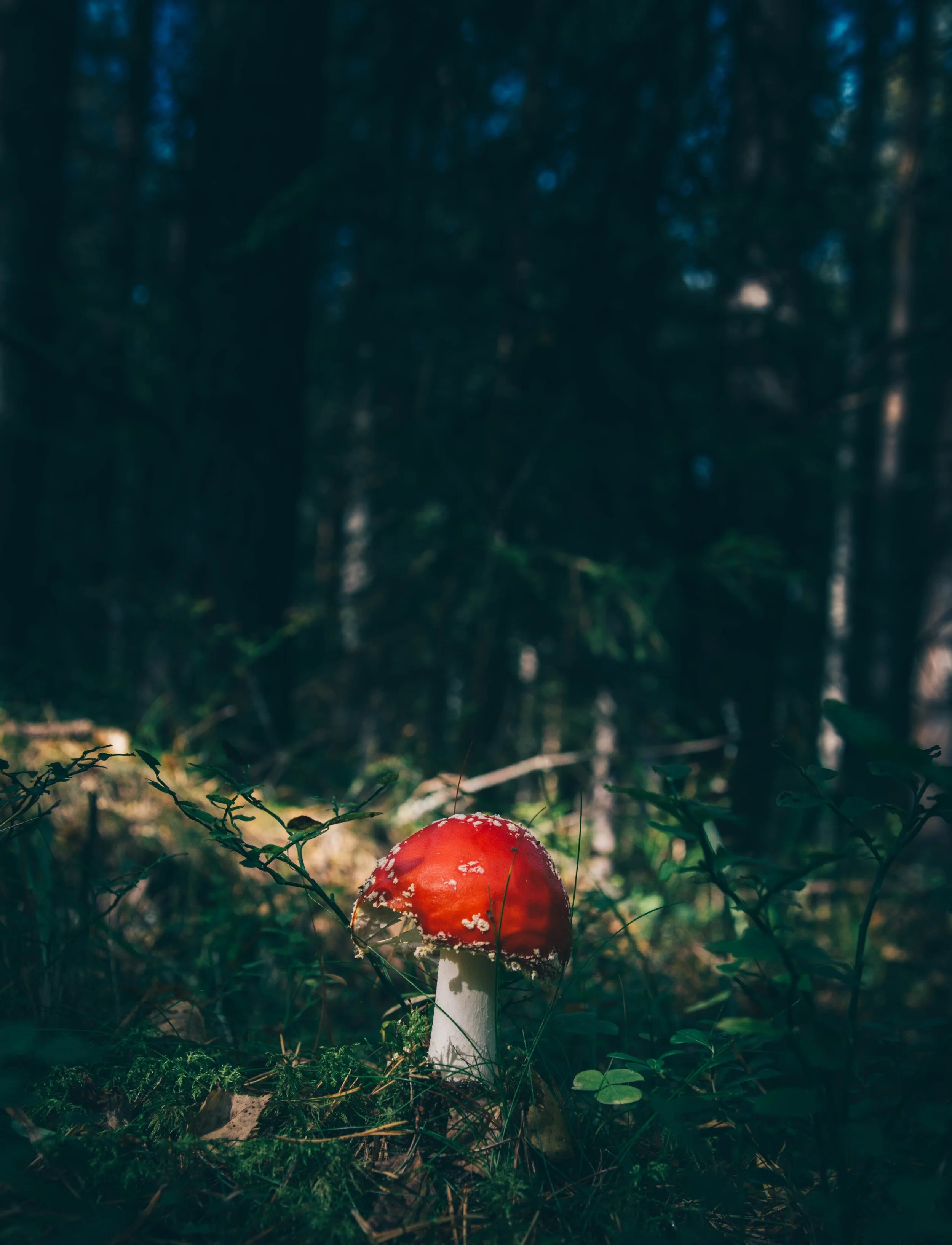 Fungi and pH values