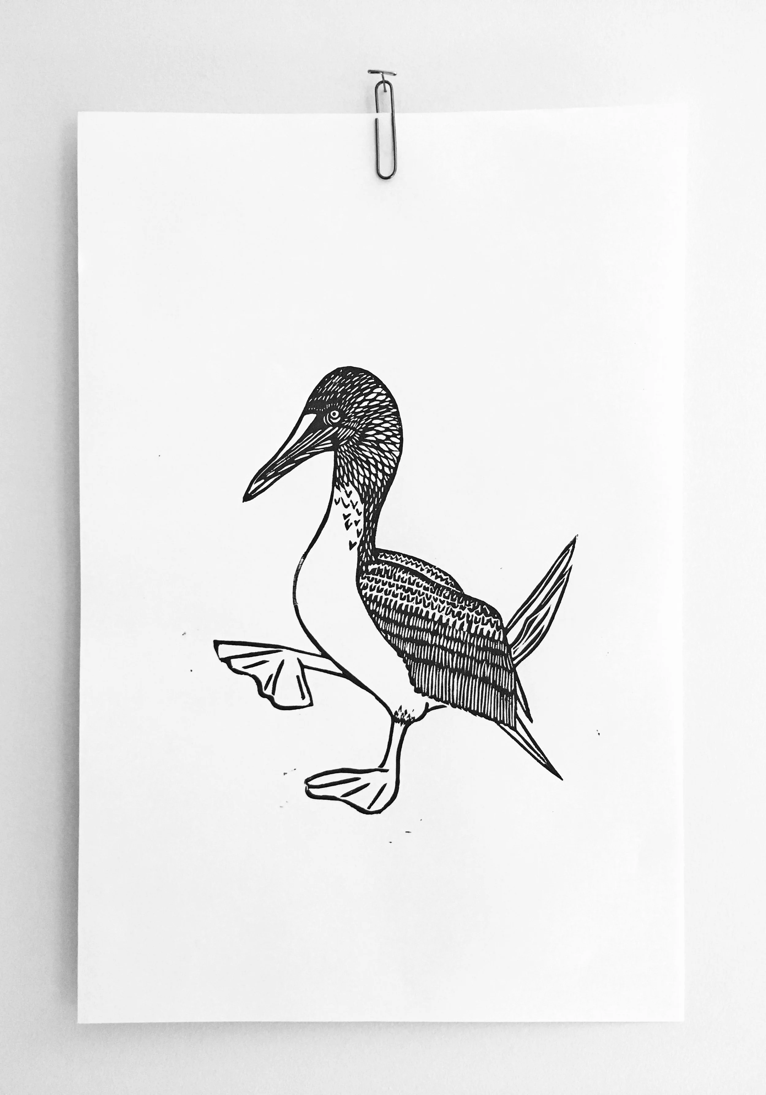 Blue Footed Booby Print