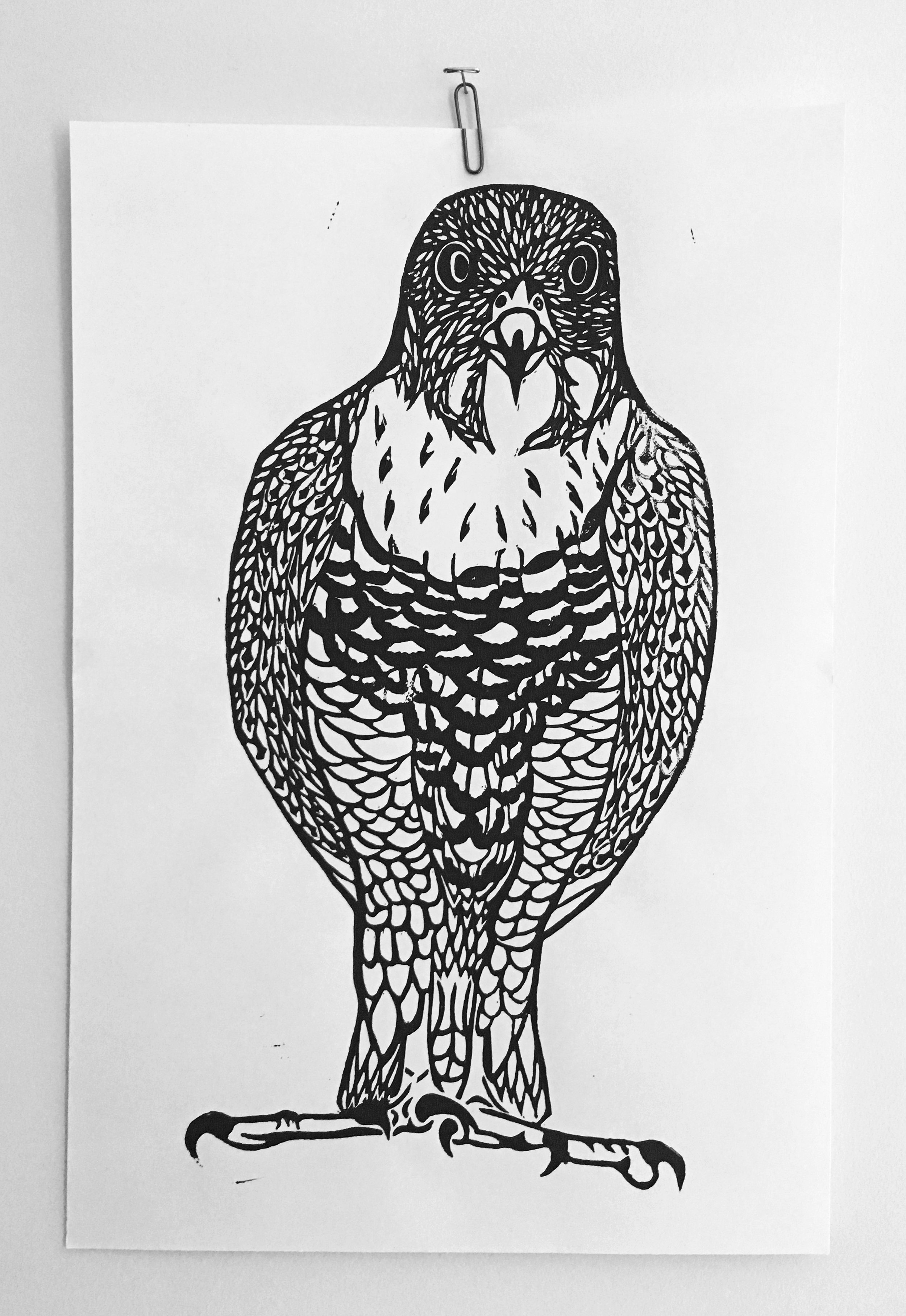 Peregrine Falcon Print