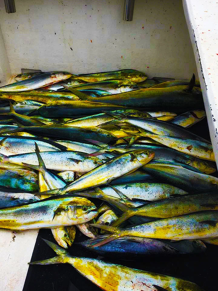 Mahi-001.jpg