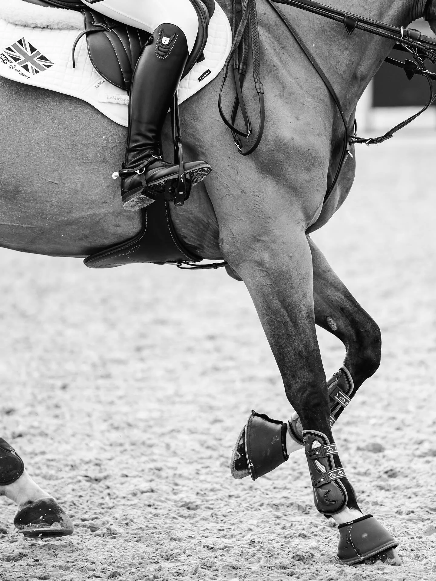 Some more artsy B&amp;W photos I loved from my week at @csi.zuidwolde working for @equisportif 📷