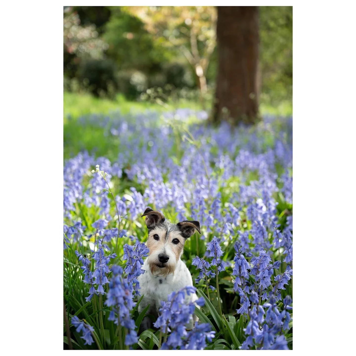 My most handsome model in the bluebells at home💙💜 @nest.stay