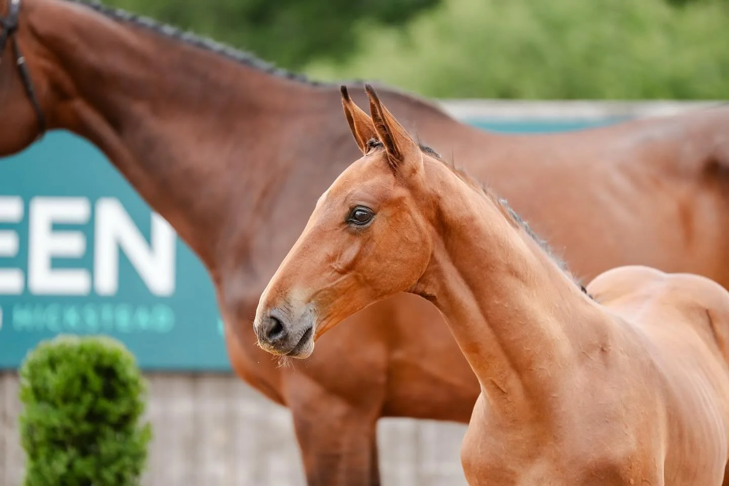 Next, the adorable foals for @equisportif🐴 They were a lot of fun to shoot!