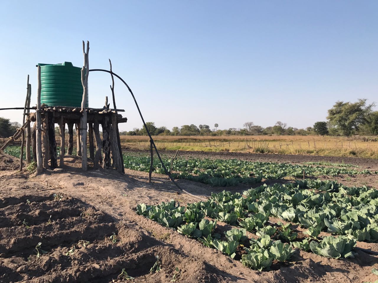 Community Agriculture