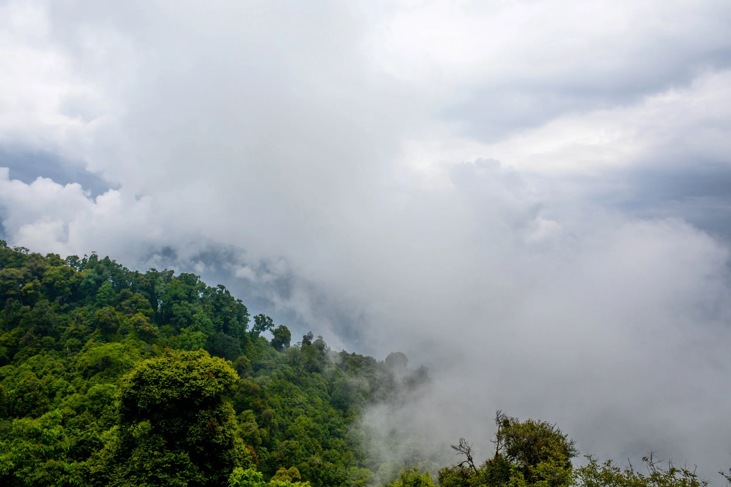 GROWING RETURNS BY REGENERATING FORESTS LEARN MORE