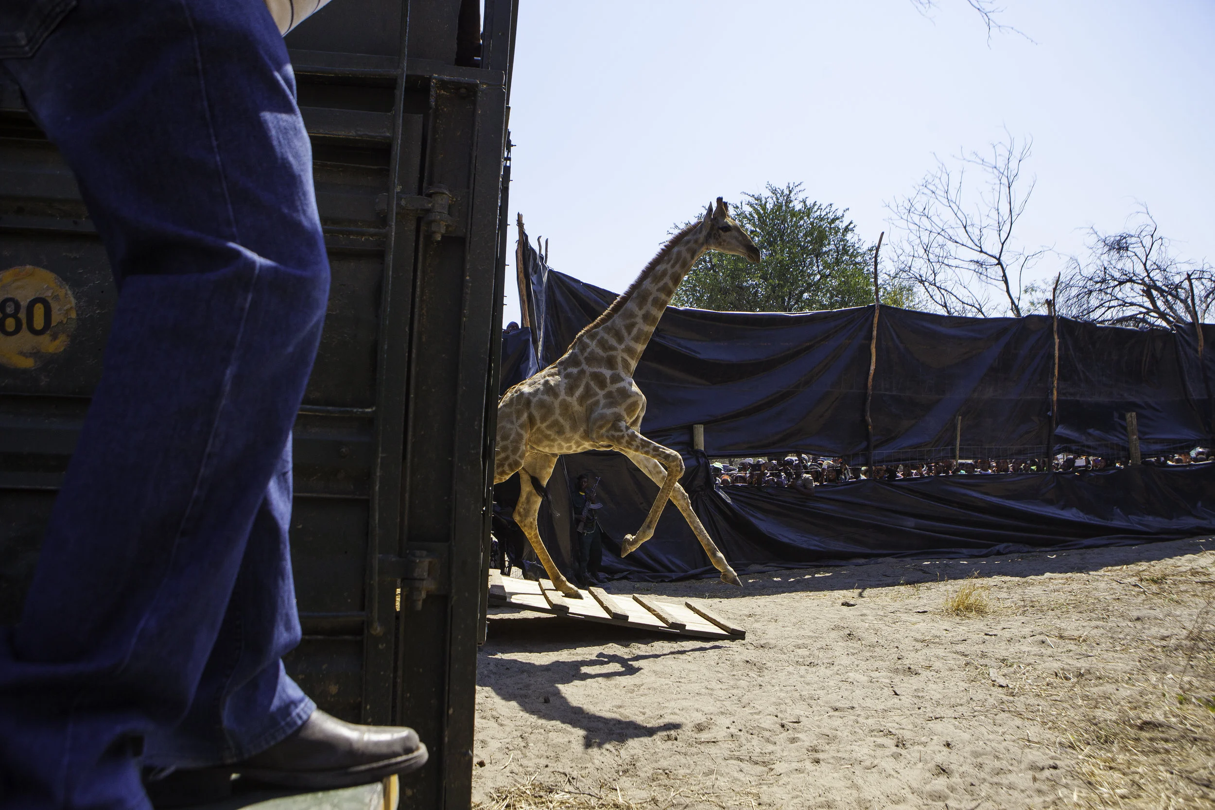 Kavango-Zambezi (KAZA): Translocation of a giraffe (c) Peace Parks Foundation