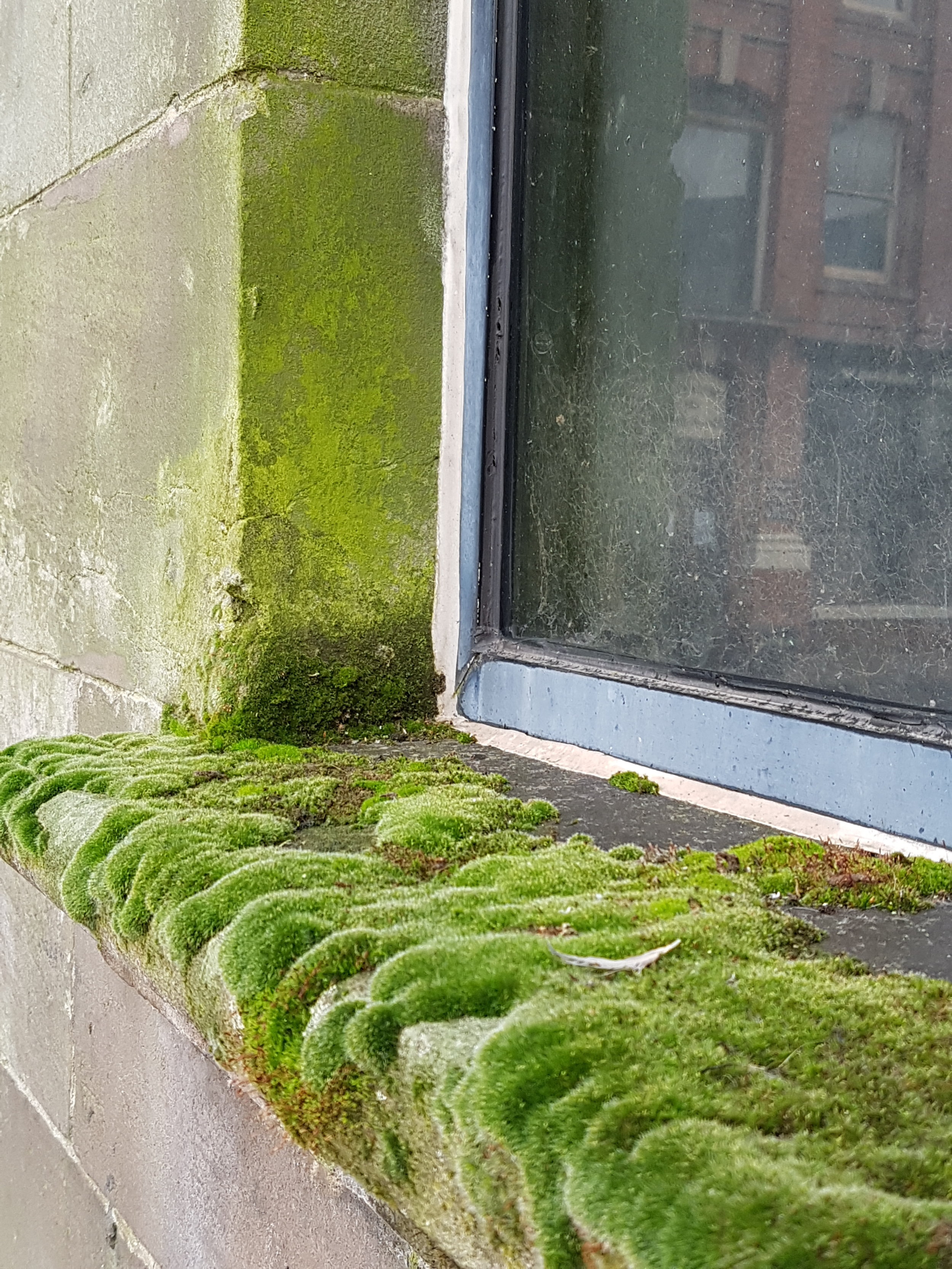 Mini forest