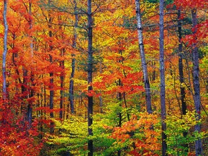 blog-Bright-fall-foliage-autumn-in-New-Hampshire.jpg
