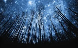 blog-cstartrees.jpg