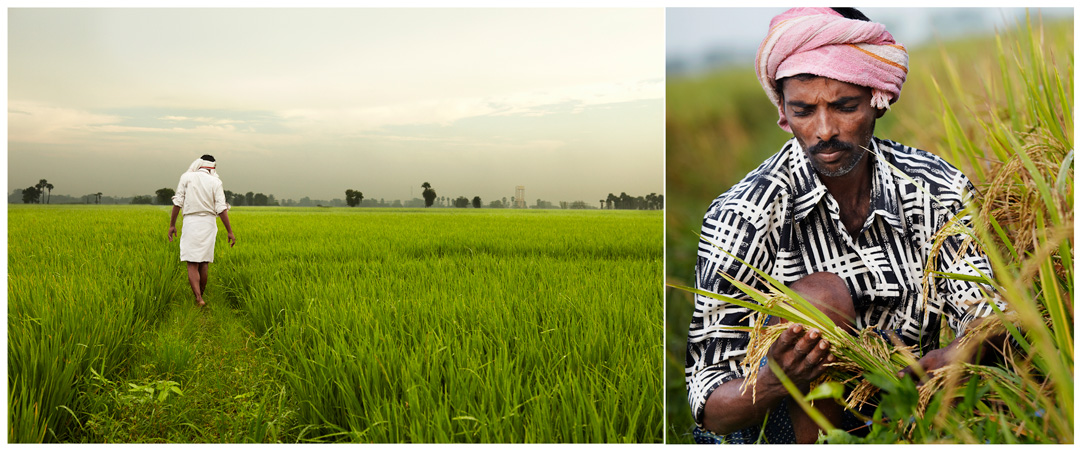 Rice field worker