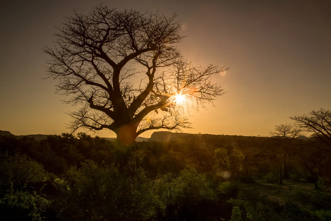 Pafuri Baobab lodge