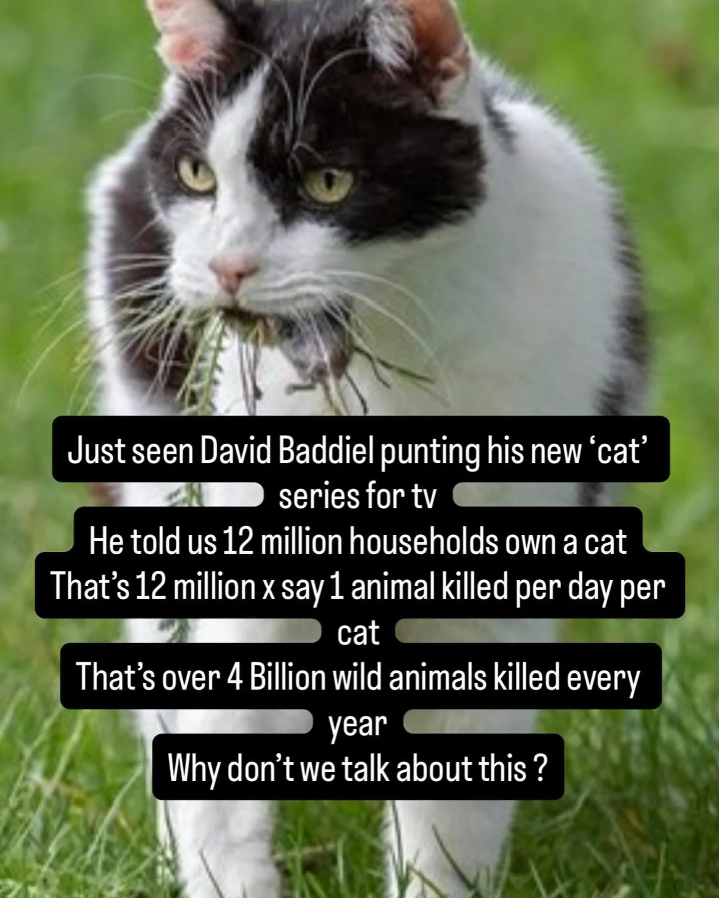 Cats destroy biodiversity all day and everyday, why don&rsquo;t we understand this and talk about it?