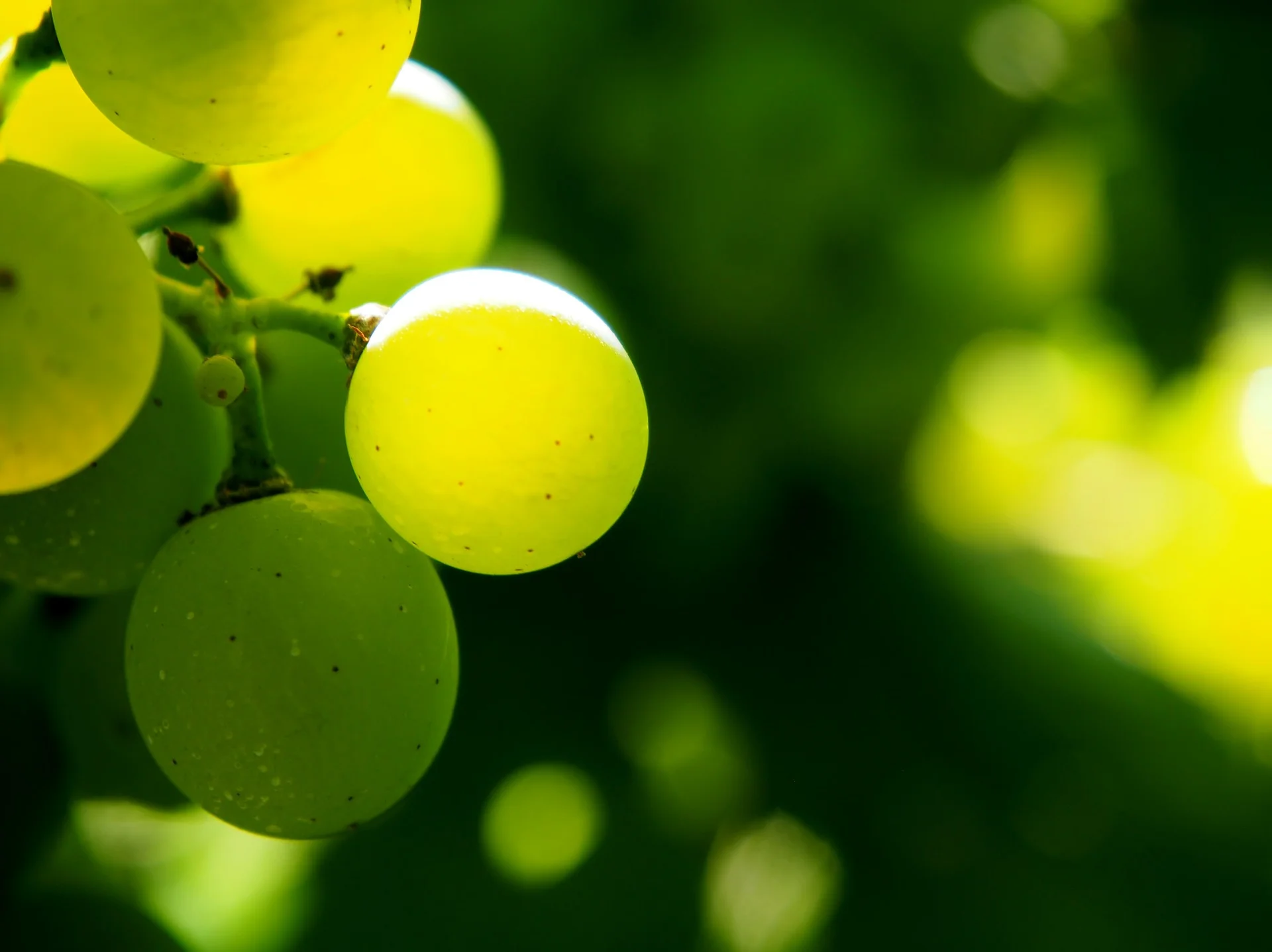 grapes few.jpg