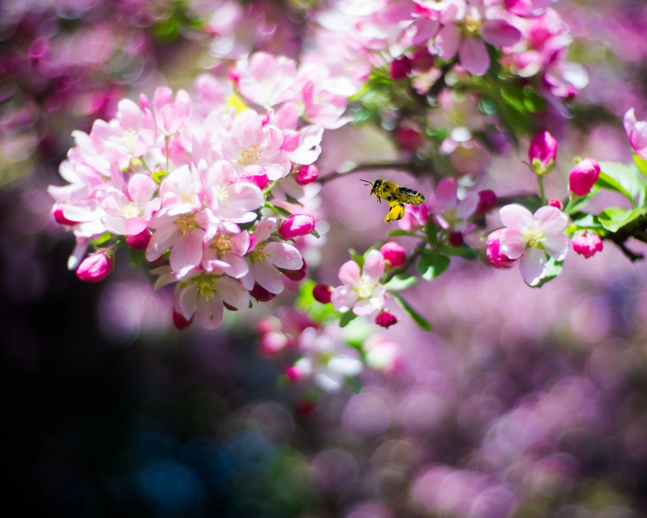 Cherry Blossom Bee (GH).jpg