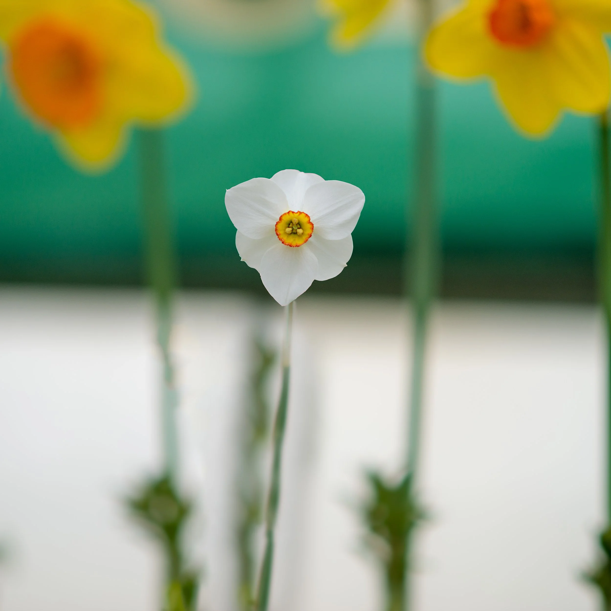 Daffodil Show (GH).jpg