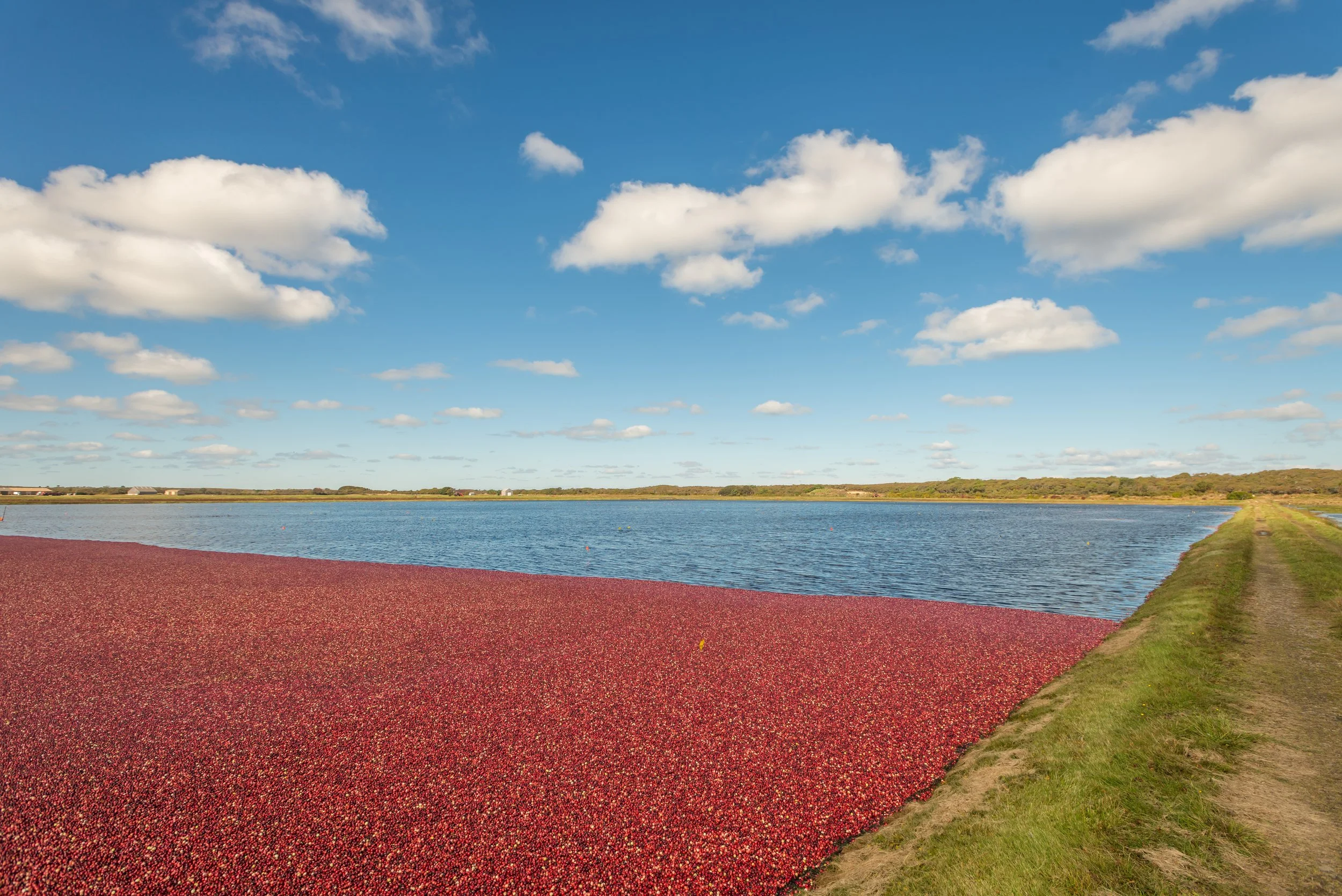 Cranberry Harvest (GH)-6.jpg