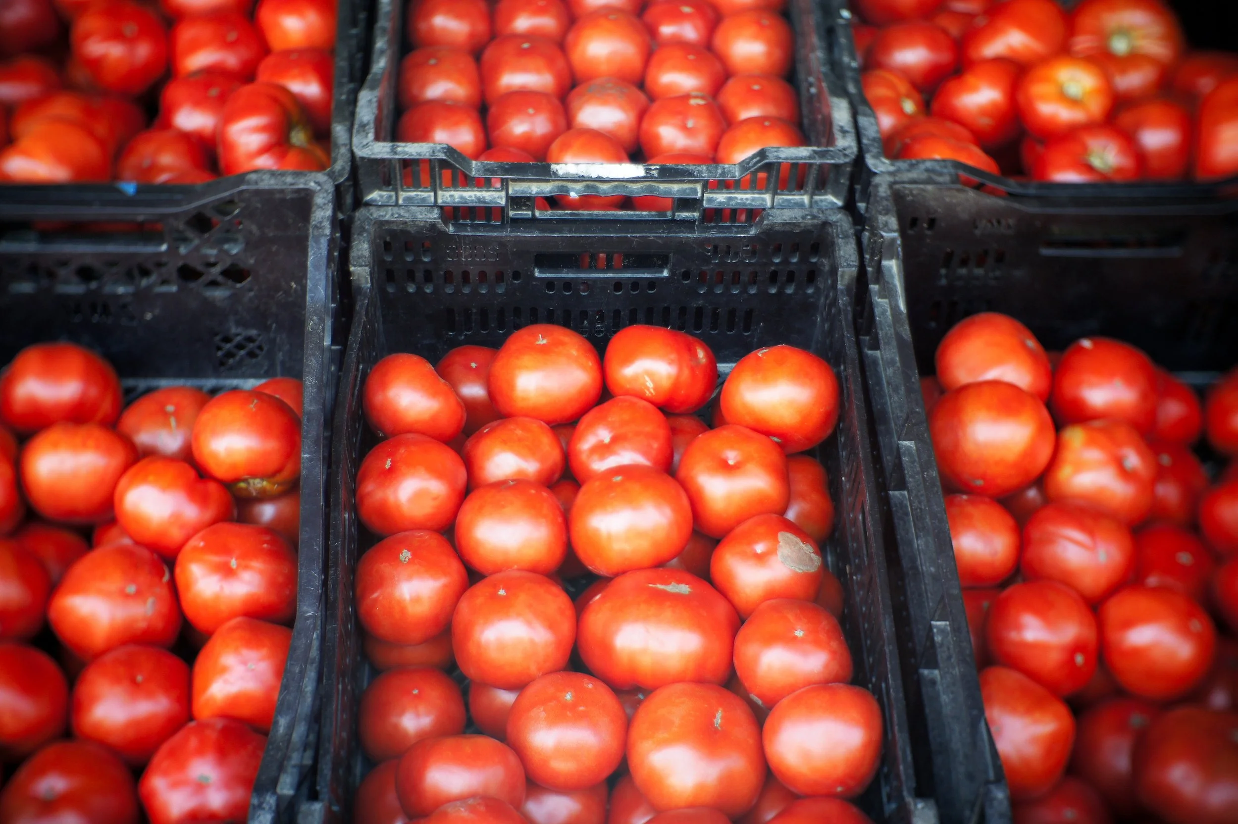Hothouse Tomatoes (GH).jpg