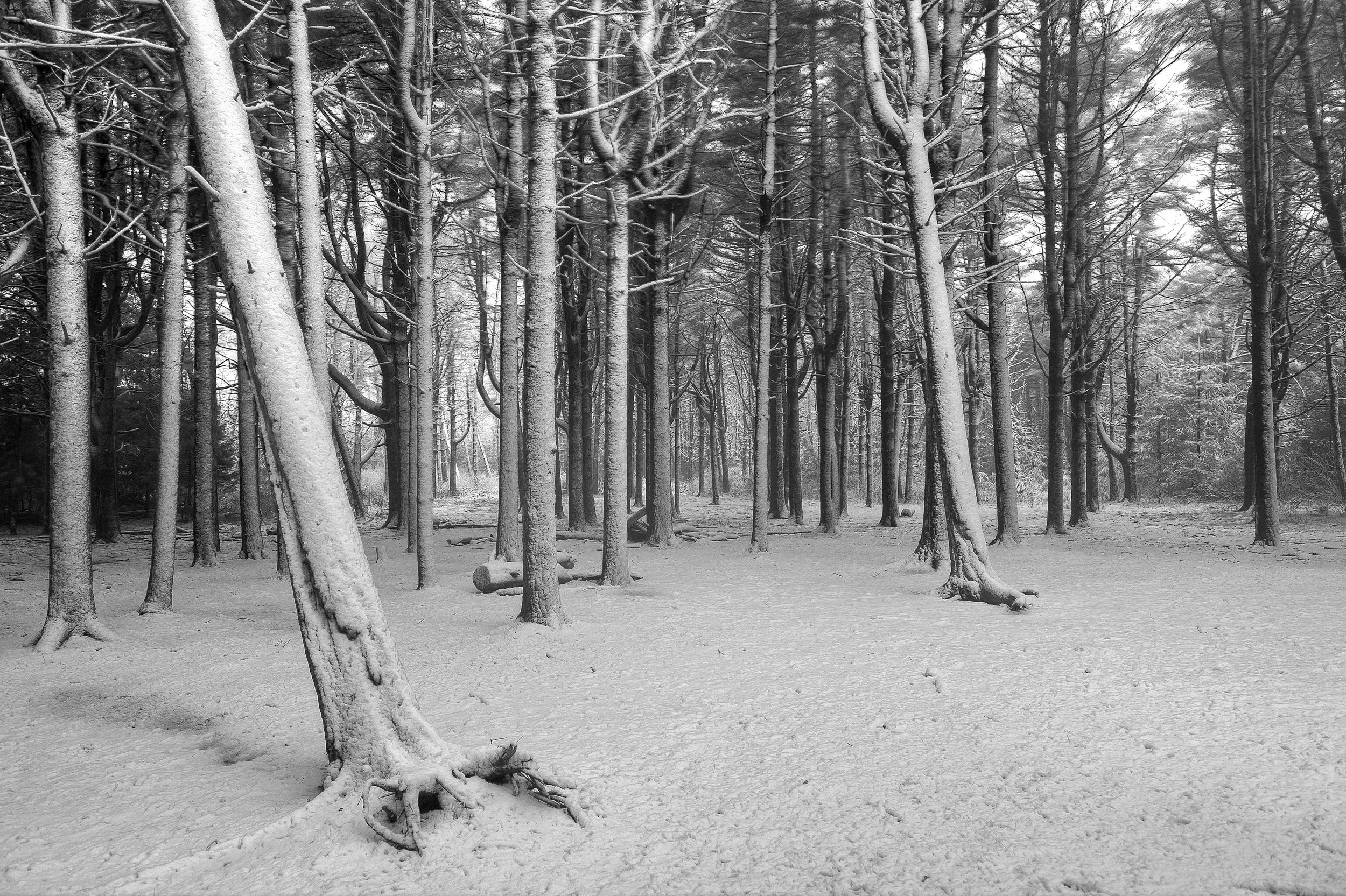 Snowy State Forest Trees (GH).jpg