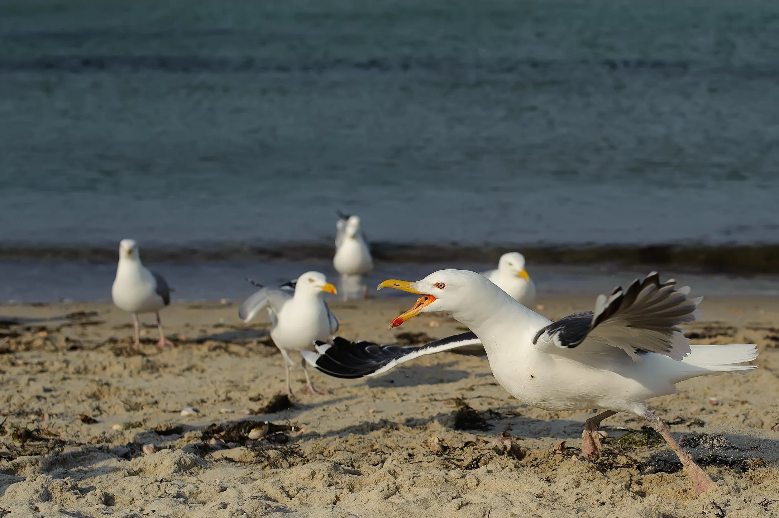 Gull Fight (GH)-3.jpg