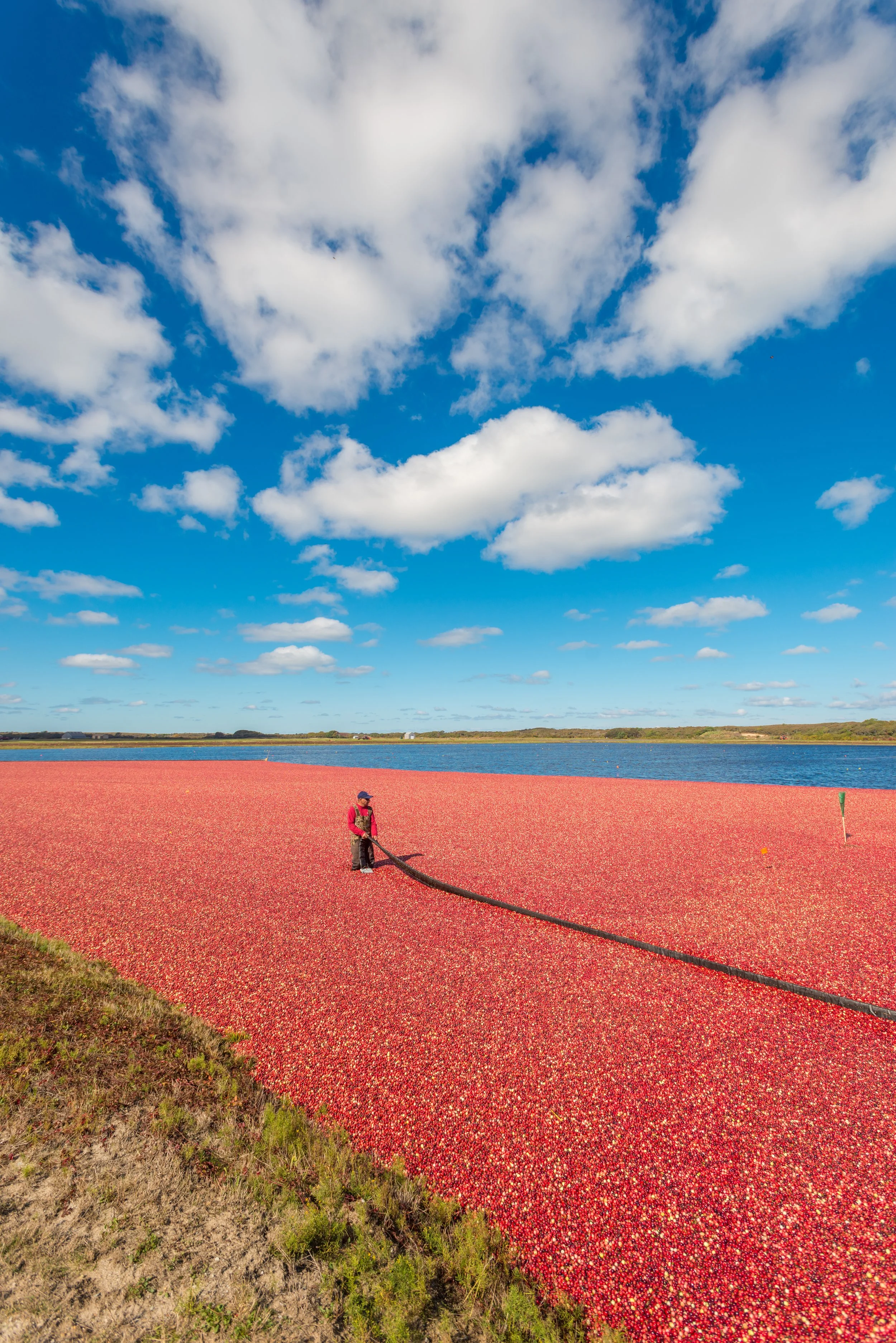 Cranberry Harvest (GH)-3.jpg