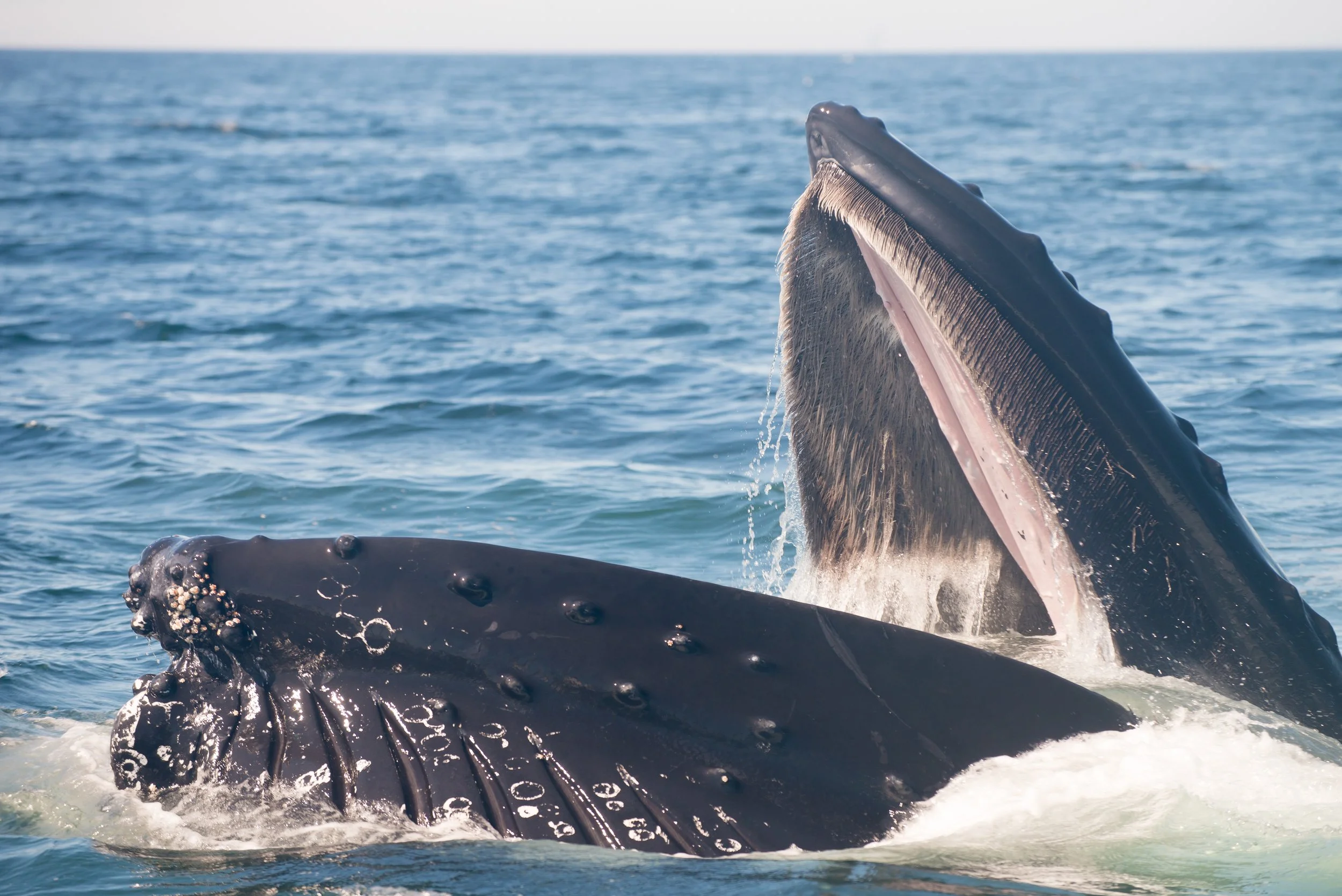Humpback Whale (GH)-8.jpg