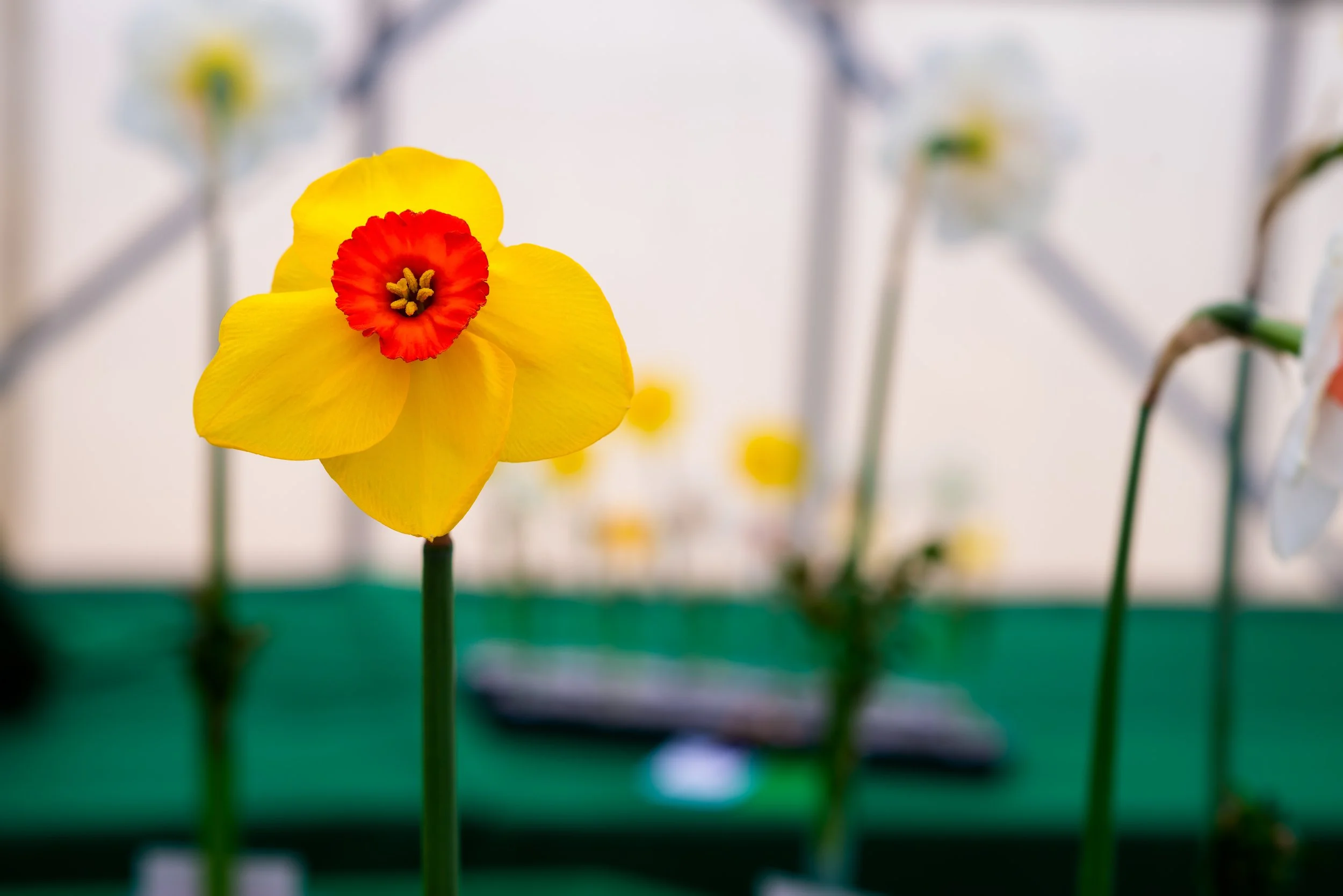 Daffodil Show (GH)-2.jpg