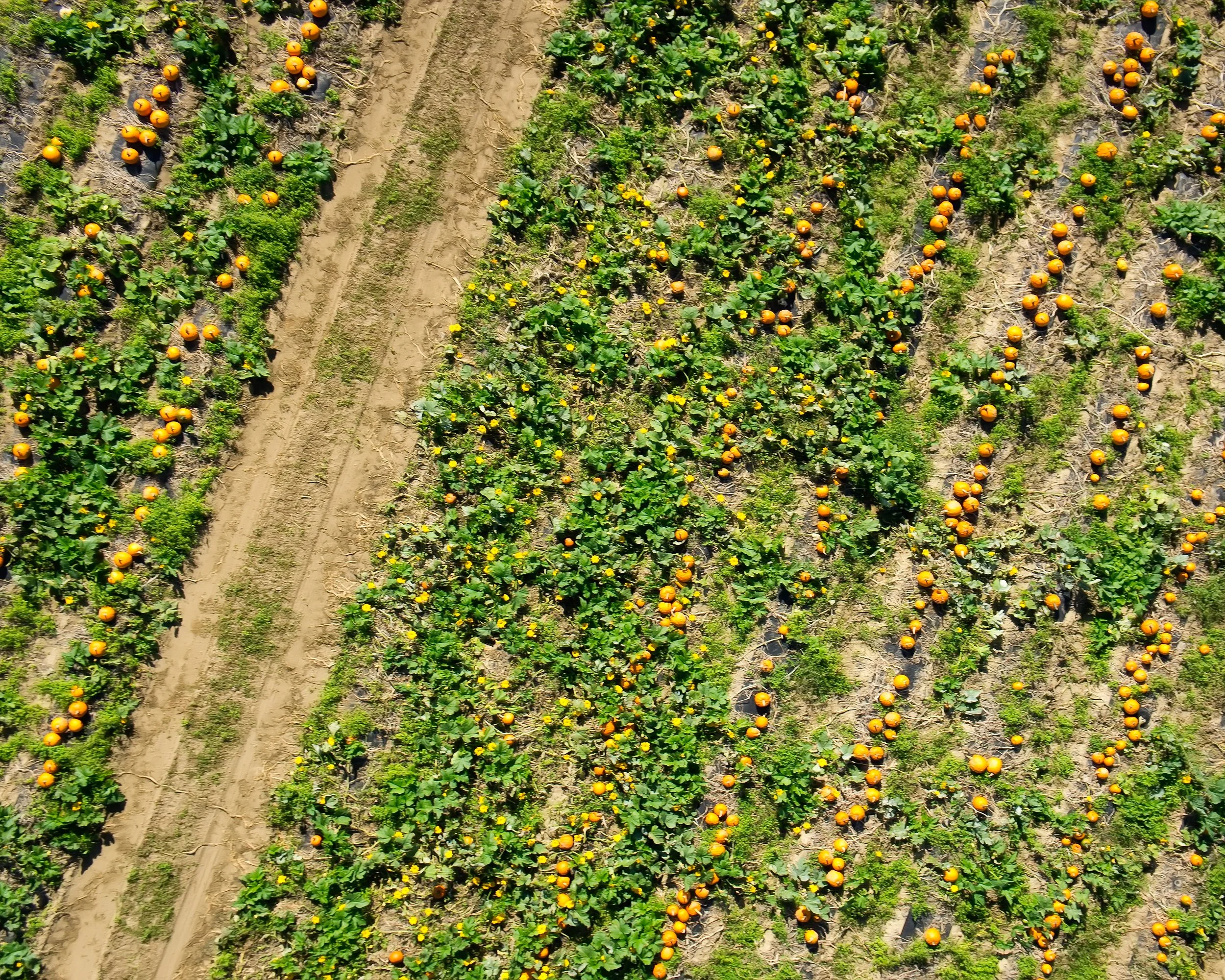Pumpkin Patch (GH)-2.jpg