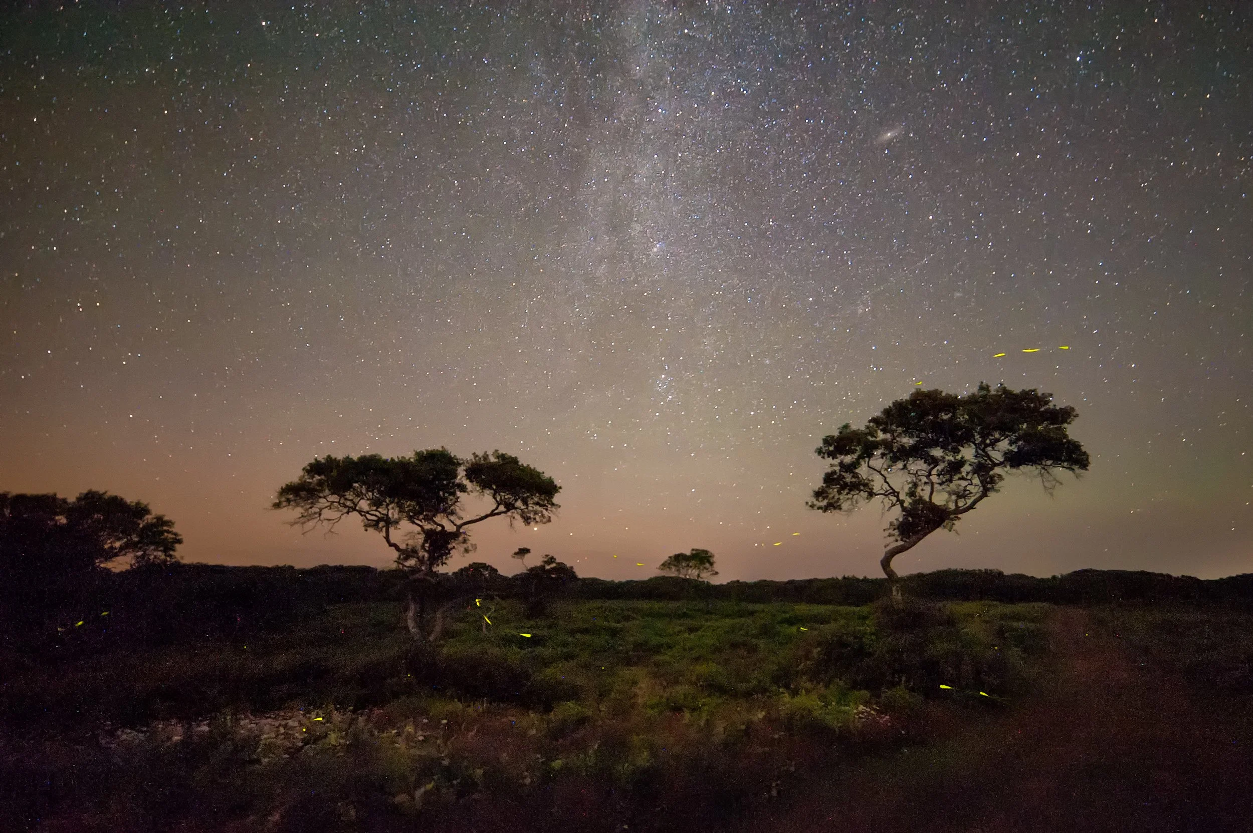 Fireflies and Milky Ways (GH).jpg