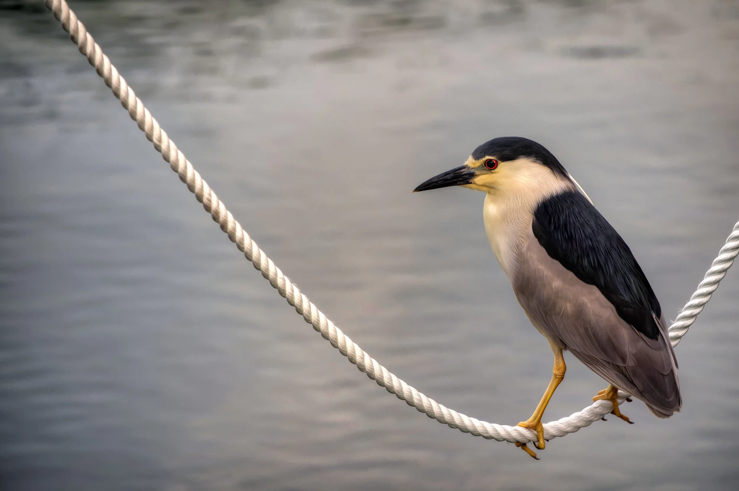 Black Crested Night Heron (GH)-2.jpg