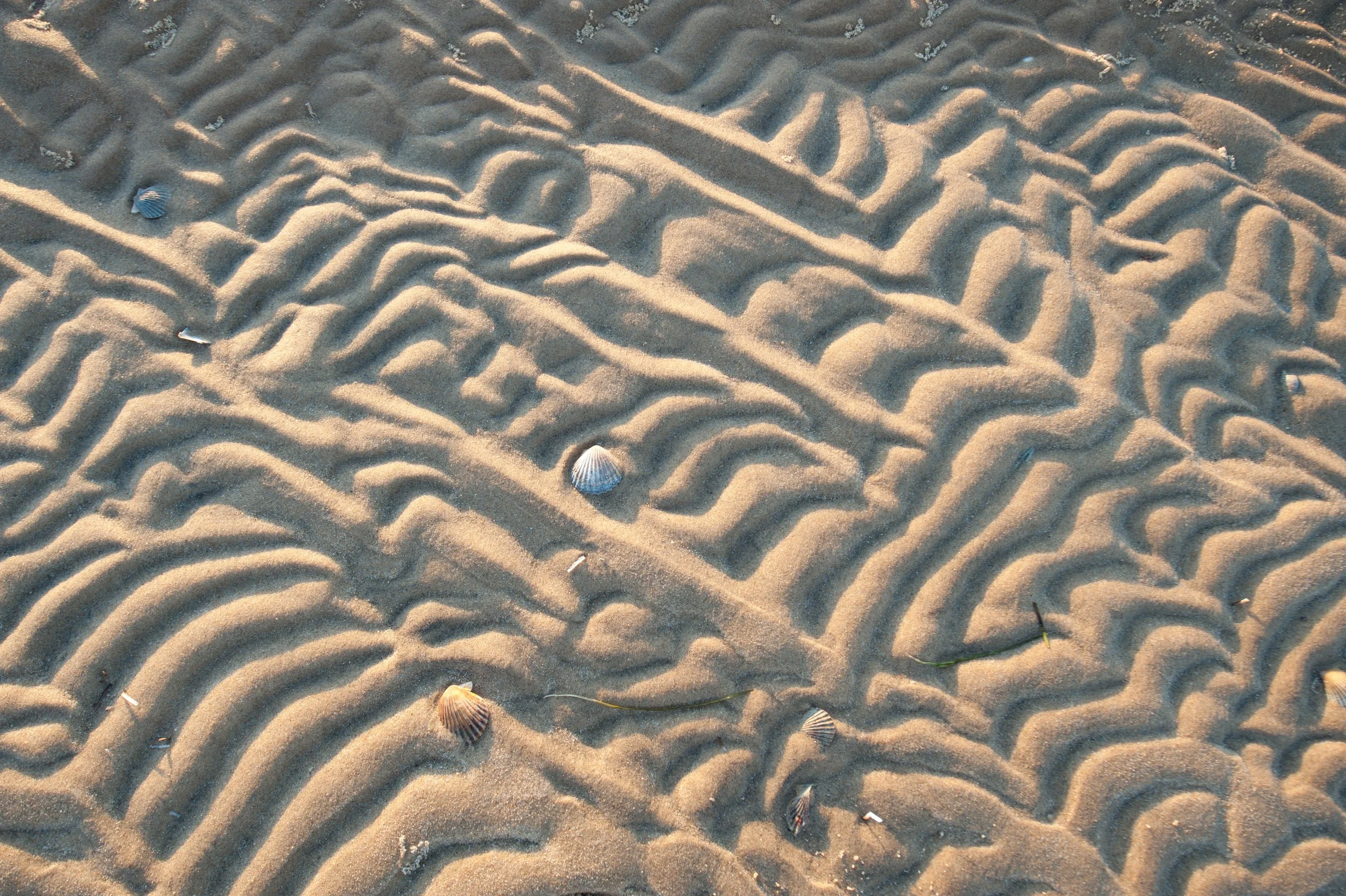 Scallop Shells and Scalloped Sand (GH).jpg